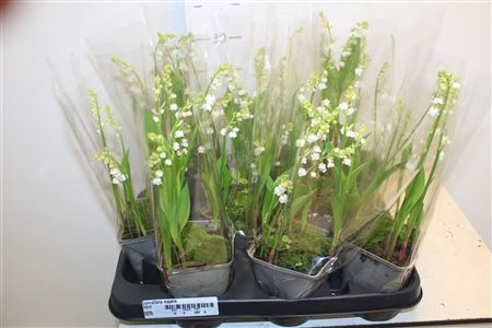 ** Convallaria Majalis 5-8 Branches ** Spring Deal