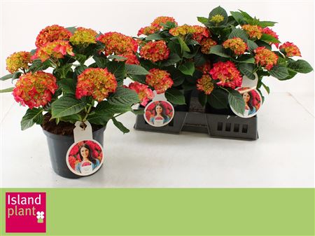 Hydr M Dutch L Selma