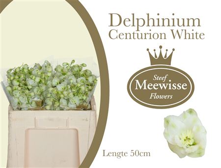 Delph Du Cent White