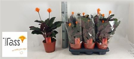 Calat Crocata 2 Bloem