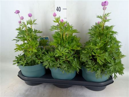 Anemone Lesseri 'springbeau Pink' Anemone Spring B