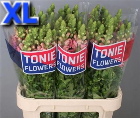 Antir Maryland Pink Xl