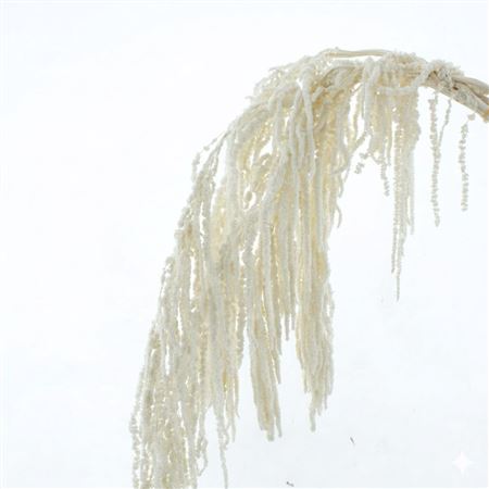 Dried Bleached Amaranthus Caudatus