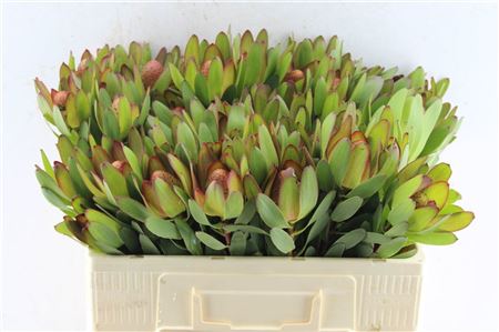 Leucad Saf Goldstrik