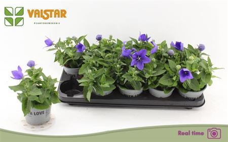 ** Platyco Gr Astra Blu * Spring Deal *