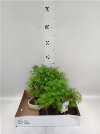 Bonsai ... Metaseqoia in keramiek