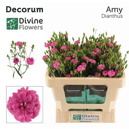 Di Divi Amy