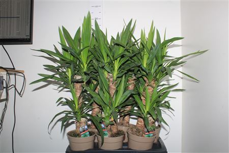 Yucca 45-20 Cm