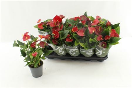 ** Anthu An Success Red 4-5+ * Spring Deal