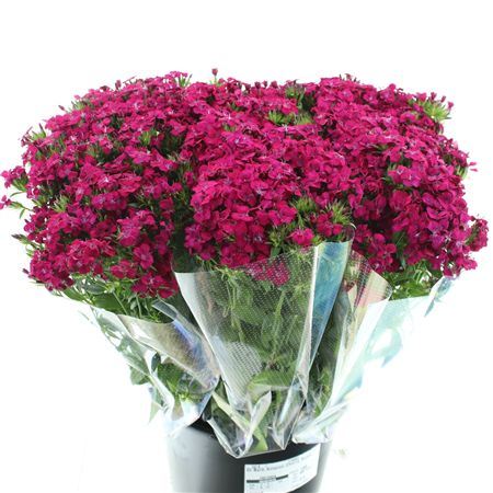 Di Barb Amazon Cherry Super
