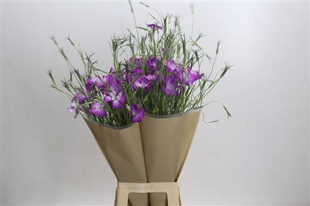 Agrostemma 'queen Purple'
