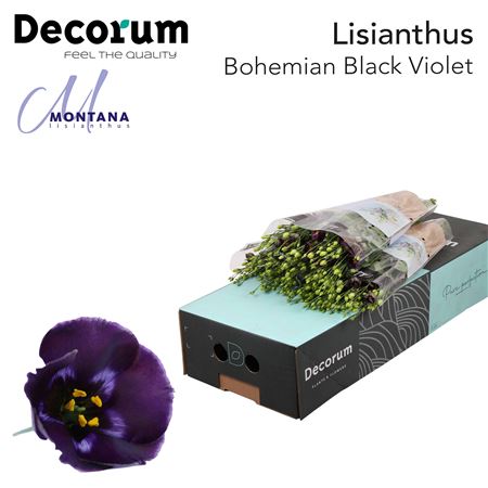 Eus E Bohemi Blk Vio