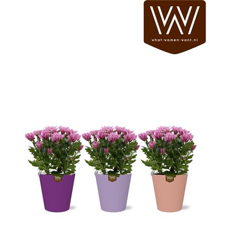 Arr Chrysant