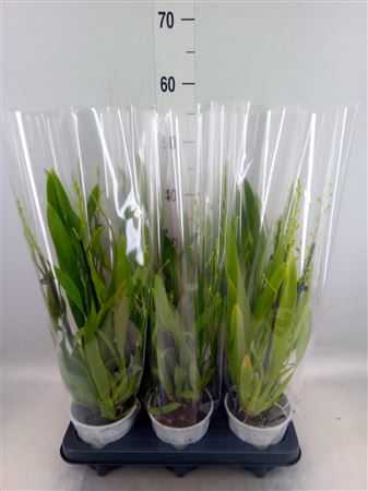 Oncidium 'tempera' Tempura geel 3 tak (6TE3EOE)