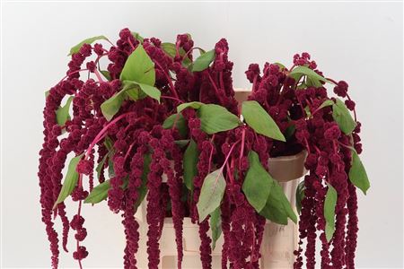 -amaranthus Cau Red Cord