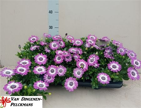 Osteo Fp Laven Feath