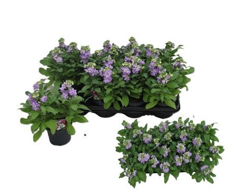 Matt Cinder Lavender