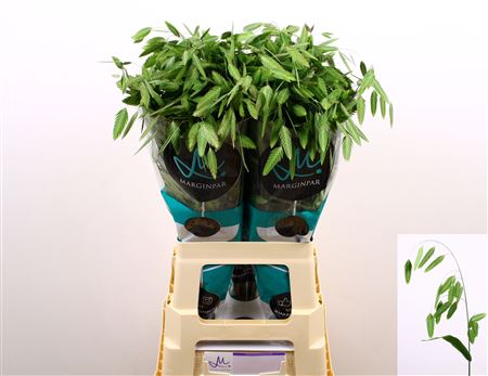 Chasmanth Lat Mantis