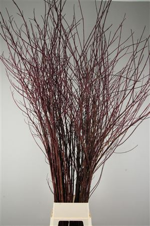 Cornus Alba Sibirica