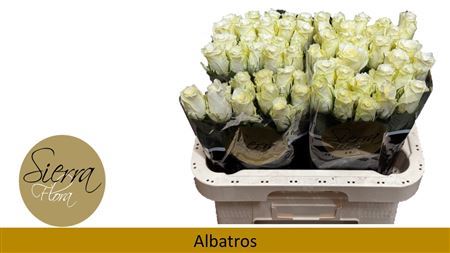 R Gr Albatros