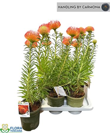 Leucospermum Ov