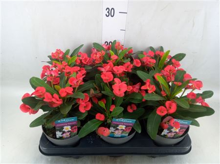 Euphorbia Milii 'maxi Olympia' .