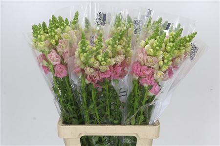 Antirrhinum Holly Double Pink Promo