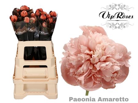 Paeonia Amaretto X 20