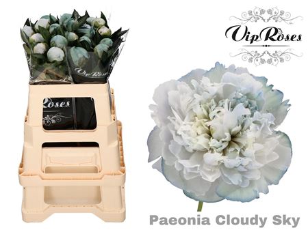 Paeonia Cloudy Sky X 20