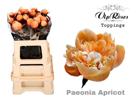 Paeonia Apricot X 20