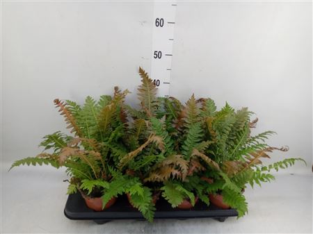 Blechnum Gibbum ...