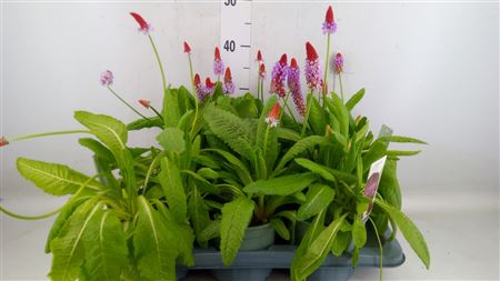 Primula Vialii Primula Vialii