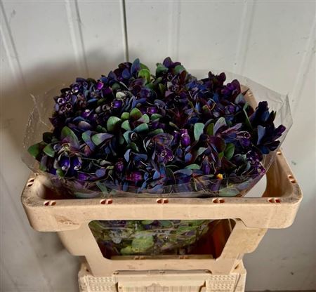 Cerinthe M Pride O G
