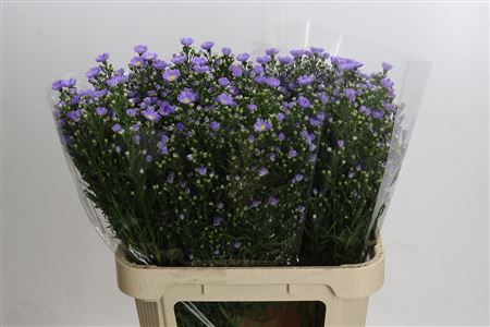 Aster Cassandra
