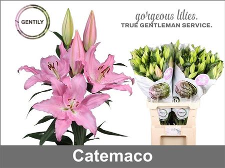 Li Or Catemaco