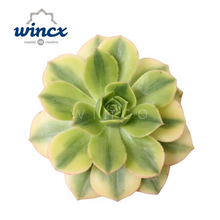 Aeonium Starburst Cutflower Wincx-12cm