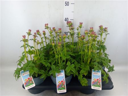 Astrantia Major 'roma' Astrantia 'Pink Pride'