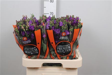 Eus G Rosi Violet