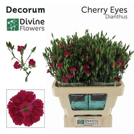 Di Divi Cherry Eyes