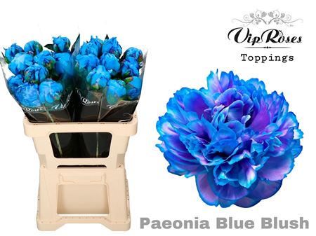 Paeonia Blue Blush X 20