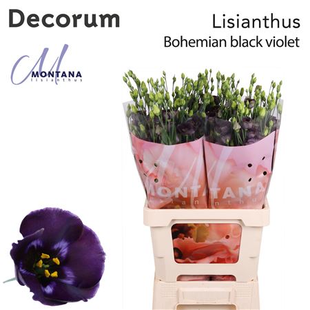 Eus E Bohemi Blk Vio