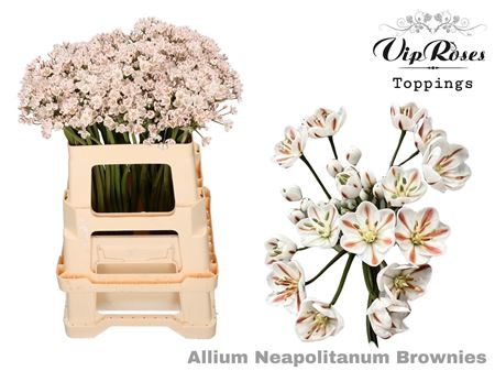 Allium Neapolitanum Brownies