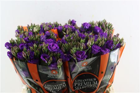 Eus G Rosita Violet