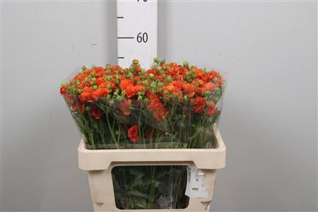 Geum Tropic Tempest