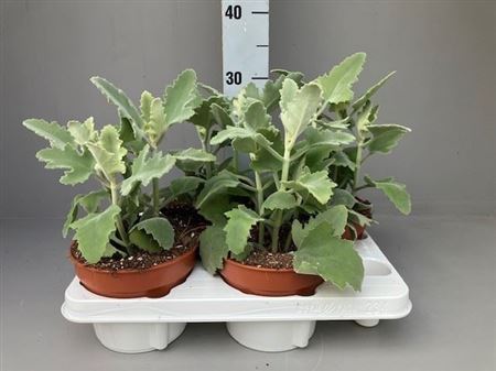Kalanchoe Nf Beharensis Oak leaf