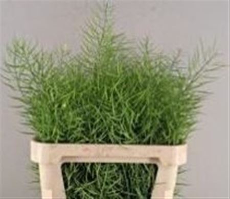 Brassica Napus