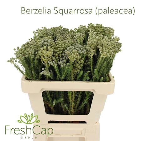 Berz Squarrosa