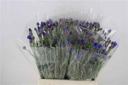 Centaurea Blue Carpet