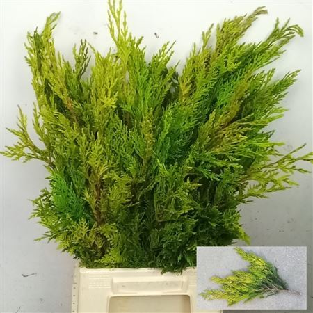 Coniferen Snijgroen