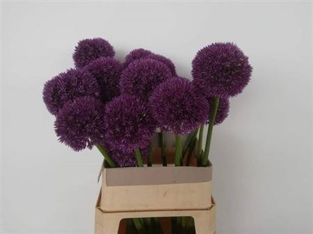 Allium Grootbloemig X1